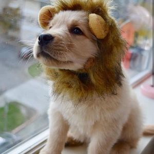 Meet your Posher, Ramandeep